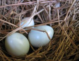 Immagine 2 di POLLO ROMAGNOLO AGRI ZAVOLI