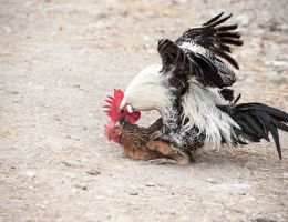 Immagine 4 di POLLO ROMAGNOLO AGRI ZAVOLI