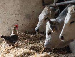 Immagine 5 di POLLO ROMAGNOLO AGRI ZAVOLI