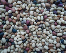 Immagine 1 di FAGIOLINA DEL TRASIMENO