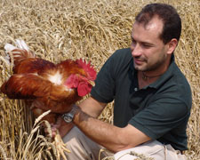 Immagine 1 di POLLO RURALE ALLEVATO ALL'APERTO FATTORIA LA FORNACE