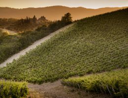 Immagine 3 di CHIANTI CLASSICO RISERVA D.O.C.G CASTELLO DI AMA