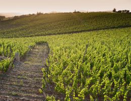 Immagine 4 di CHIANTI CLASSICO RISERVA D.O.C.G CASTELLO DI AMA