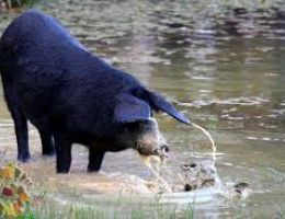 Immagine 1 di PROSCIUTTO CRUDO DA SUINO NERO DEI NEBRODI