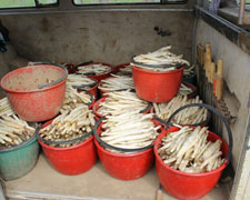 Immagine 1 di Asparago Bianco di Marola