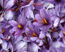 Immagine 1 di Zafferano Colline Fiorintine