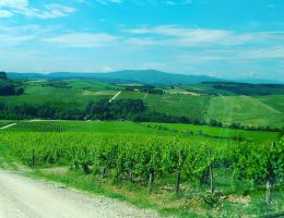 Immagine 2 di CHIANTI CLASSICO GRAN SELEZIONE D.O.C.G. CELLOLE