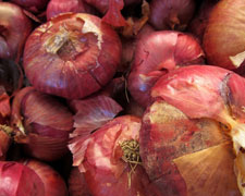 Immagine 1 di CIPOLLA DI CERTALDO