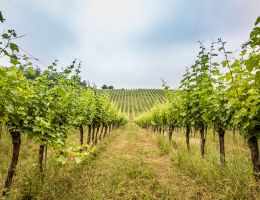 Immagine 4 di COLLI PIACENTINI PINOT NETO D.O.C. ACHAB LURETTA VINI