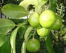 Immagine 1 di Il Bergamotto dei Reggio Calabria