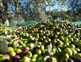 Immagine 3 di OLIO EXTRAVERGINE DI OLIVA COLLI EUGANEI D.O.P. COLLI DEL POETA