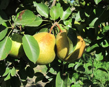 Immagine 1 di PERA DI MADERNASSA AGRI PRUNOTTO MARIANGELA