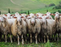 Immagine 3 di PECORINO ERBORINATO PECONSOLA