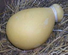 Immagine 1 di Provola di Basicò