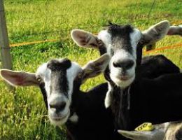 Immagine 2 di FORMAGGIO CAPRINO A CROSTA FIORITA CASIFICIO SOPRAPAPANCA