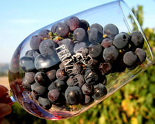 Immagine 1 di MONTECUCCO SANGIOVESE D.O.C.G. RISERVA LICURGO