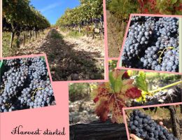 Immagine 3 di MONTECUCCO SANGIOVESE D.O.C.G. RISERVA LICURGO