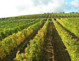 Immagine 4 di MONTECUCCO SANGIOVESE D.O.C.G. RISERVA LICURGO