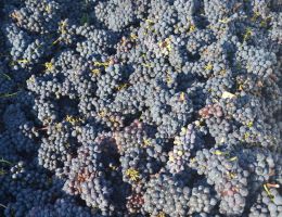 Immagine 3 di BEATO ENRICO SANGIOVESE SUPERIORE DI ROMAGNA D.O.C.