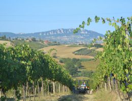 Immagine 4 di BEATO ENRICO SANGIOVESE SUPERIORE DI ROMAGNA D.O.C.