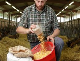 Immagine 3 di FORMAGELLA DI CAPRA IN FOGLIE DI CASTAGNO CASEIFICIO BETTINA