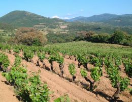 Immagine 3 di MANDROLISAI D.O.C. FRADILES