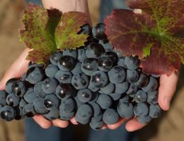 Immagine 4 di MANDROLISAI D.O.C. FRADILES