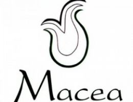 Immagine 1 di OLIO EXTRAVERGINE DI OLIVA CULTIVAR MAURINO QUALITA' SUPERIORE