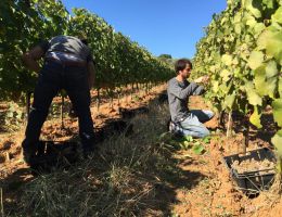 Immagine 3 di REDOLA BIANCO D.O.C MAREMMA TOSCANA