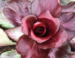 Immagine 1 di ROSA DI GORIZIA IN OLIO EXTRAVERGINE DI OLIVA