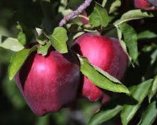 Immagine 1 di MELE DI BERBENNO DI VALTELLINA FRTTICOLTURA  ALPINA