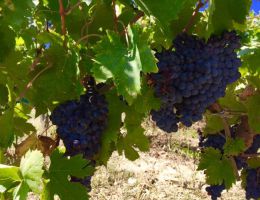 Immagine 2 di CHIANTI CLASSICO D.O.C.G. IL MARGONE GRAN SELEZIONE