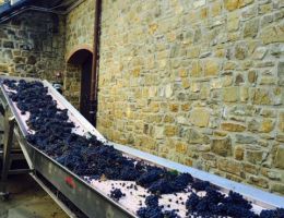 Immagine 3 di CHIANTI CLASSICO D.O.C.G. IL MARGONE GRAN SELEZIONE