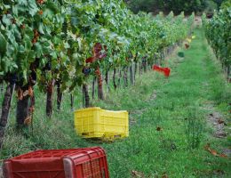 Immagine 4 di CHIANTI CLASSICO D.O.C.G. IL MARGONE GRAN SELEZIONE