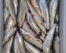 Immagine 1 di Pesce Essicato di Lago