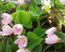 Immagine 1 di La Lavanda