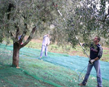 Immagine 1 di OLIO EXTRAVERGINE DI OLIVA BIO BLEND DI  QUALITA' SUPERIORE TANCREDI