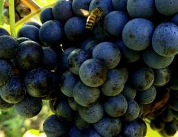 Immagine 4 di FALERNO DEL MASSICO ROSSO D.O.P.  RAPICANO