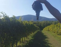 Immagine 5 di FALERNO DEL MASSICO ROSSO D.O.P.  RAPICANO