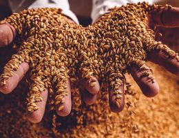 Immagine 3 di PASTA INTEGRALE DI FARRO ANTICO BIO TRAFILATA AL BRONZO