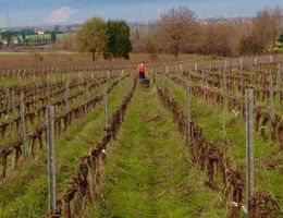 Immagine 3 di DULCAMARA ROSSO TOSCANA I.G.T.