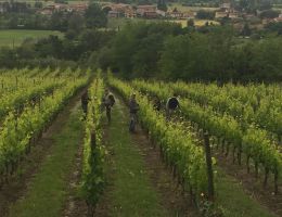 Immagine 3 di BRUT ROSE' METODO CLASSICO SANGIOVESE MILLESIMATO