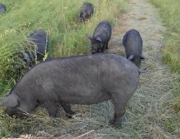 Immagine 2 di SALAME NOSTRANO DI SUINO NERO CASERTANO