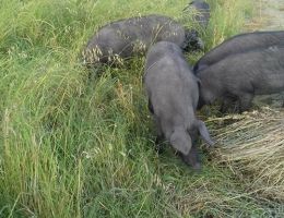 Immagine 3 di SALAME NOSTRANO DI SUINO NERO CASERTANO
