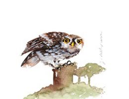 Immagine 1 di SANGIOVESE DI ROMAGNA D.O.C. SUPERIORE TORRE DI ORIOLO