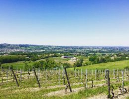 Immagine 2 di EMILIA ROSSO I.G.T. NABUCCO