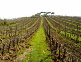 Immagine 2 di CHIANTI CLASSICO D.O.C.G.RISERVA