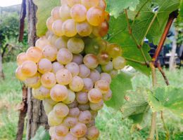 Immagine 2 di COLLIO D.O.C. RIBOLLA GIALLA