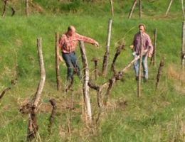 Immagine 3 di COLLIO D.O.C. RIBOLLA GIALLA