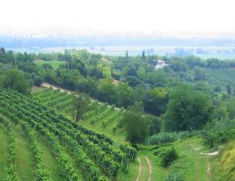 Immagine 2 di COLLI EUGANEI D.O.C. CABERNET RISERVA BORGO DELLE CASETTE